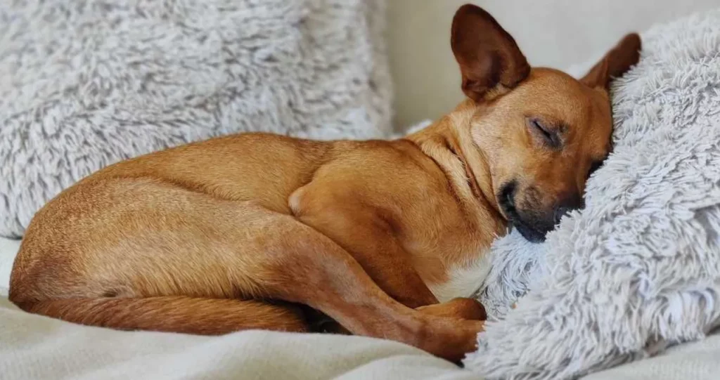 Factors That Matter When Selecting Probiotics For Your Dog