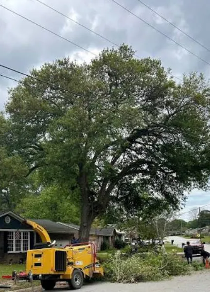 How a Dying Backyard Oak Becomes a Roof Problem How a Dying Backyard Oak Becomes a Roof Problem