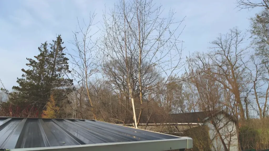 The Maple Above Your Solar Array Needs a Pruning Schedule